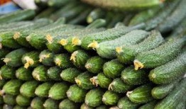 黄瓜最新爆料,揭秘绿色蔬菜背后的秘密与营养